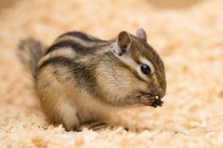 Chipmunks as Pets: Care Guide & Considerations