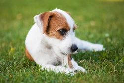 Talking to children about feeding your dog and giving them treats