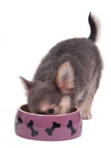 Feeding Toy Dogs and Small Breeds: Expert Tips