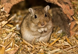 The Lovely Mongolian Gerbil