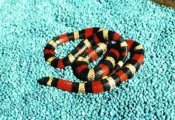 Korálovka sedlatá (Lampropeltis triangulum campbelli)