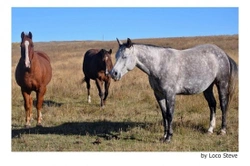 Veterinaria Equina - Signos de buena salud