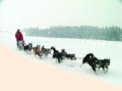 Mushing na Slovensku zakládá novou tradici