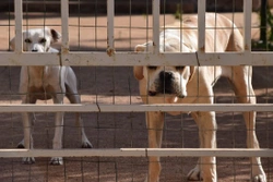 Ventajas de adoptar un animal en vez de comprarlo