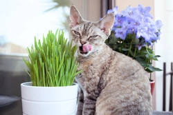 Herbs that are Safe to give to Cats