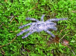 Poecilotheria rufilata