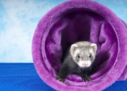 Best Games to Play with Your Ferret!