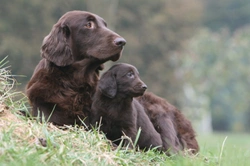 Do Dogs Have Paternal Instincts? Understanding Male Dog Behaviour