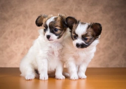 Is the Papillon a good choice of dog?