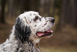 English setter hereditary health and longevity