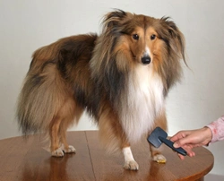 Detangling matted dog fur without clipping it