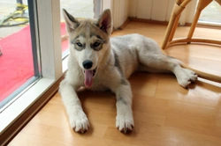 The Dangers of Laminate Flooring to Dogs