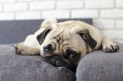 Five big events in your own life that also affect your dog