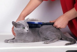 Grooming Your Cat