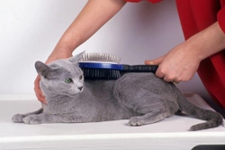 Complete Guide to Grooming Your Cat: Tips for Healthy Coats and Care