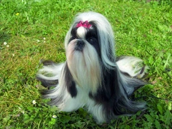 Shih-tzu