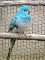 Papoušek zpěvavý (Psephotus haematonotus) 17 –  modrá mutace