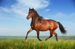 Should You Put Your Horse on Loan?