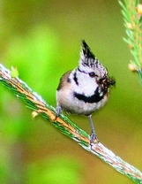 SÝKORA PARUKÁŘKA - Parus cristatu