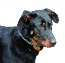 Beauceron