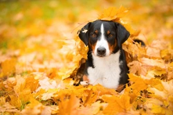 Seasonal hazards in autumn that dog owners should watch out for