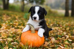 Five things you should bear in mind at Halloween if you own a dog