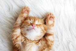 10 top articles to better understand your cat in 2025
