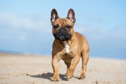 Tips and Advice on Feeding a French Bulldog