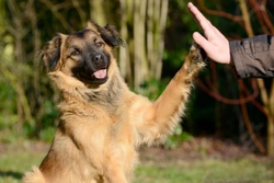 The 5 most important factors to consider when comparing dog insurance policies