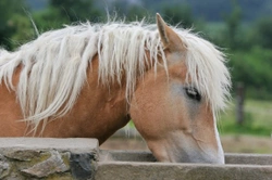 Dehydration Can Affect Your Horse's Performance