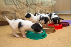 How & When to Switch Puppies to Adult Food