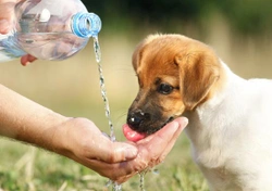 Hoeveel drinkt een hond per dag?