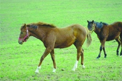 Vyberte si správného koně: Odstávče nebo hotového koně?