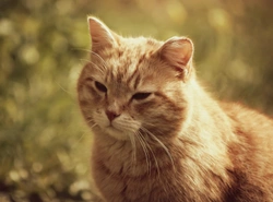 Acromegaly in Cats