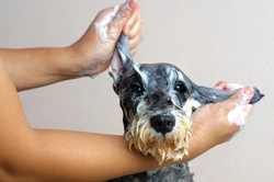 Suchý, proti lupům i pro alergiky - jaký vybrat šampon pro psy?