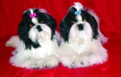 Shih–tzu