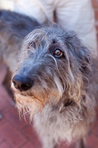 Deerhound hereditary health and genetic diversity