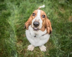 Segugio, cane da caccia o anche cane da compagnia?