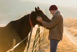 Caring for your horse or pony at Christmas