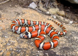 Popular Snake Breeds for Beginners: Safe & Easy Pets