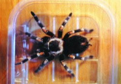 Brachypelma auratum