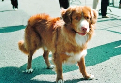 Nova Scotia Duck Tolling Retriever