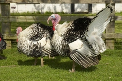 6 Amazing Breeds of Ornamental Turkeys