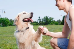 What Determines Whether a Dog is being Good or Bad?