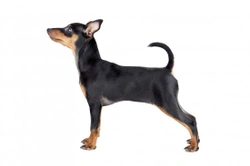 Miniature pinscher hereditary health and health testing