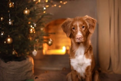 Five important things for dog owners to remember at Christmas