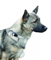 Västgötlandský špic švédský vallhund