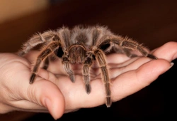 Handling and working around a pet tarantula