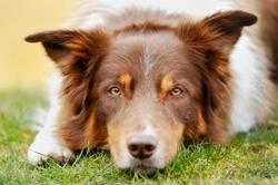 Canine Diet & Epilepsy