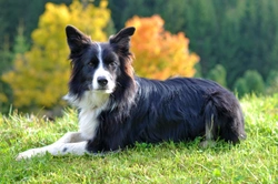 Neuroaxanol Dystrophy in Dogs